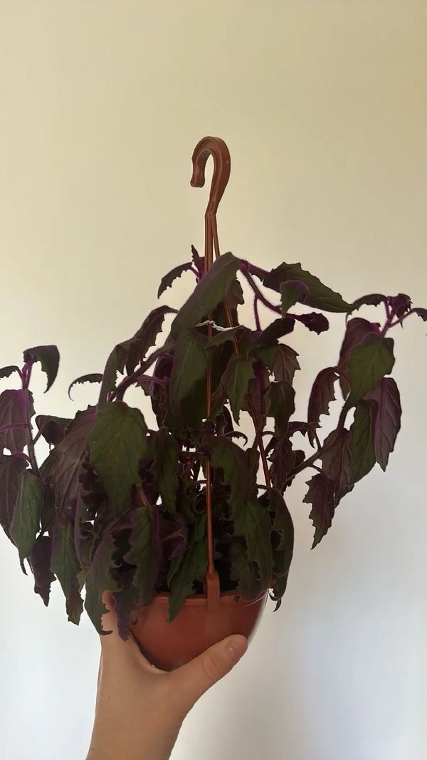 Identificação da planta Veludo-roxo por foto